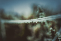 frost on a spider web 