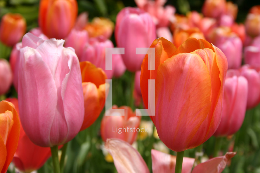 A tulip garden bed with closeup of a pink tulip and an orange tulip