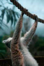 Lemur dangling from a rope in a zoo enclosure, zoo animals, primates cute animal