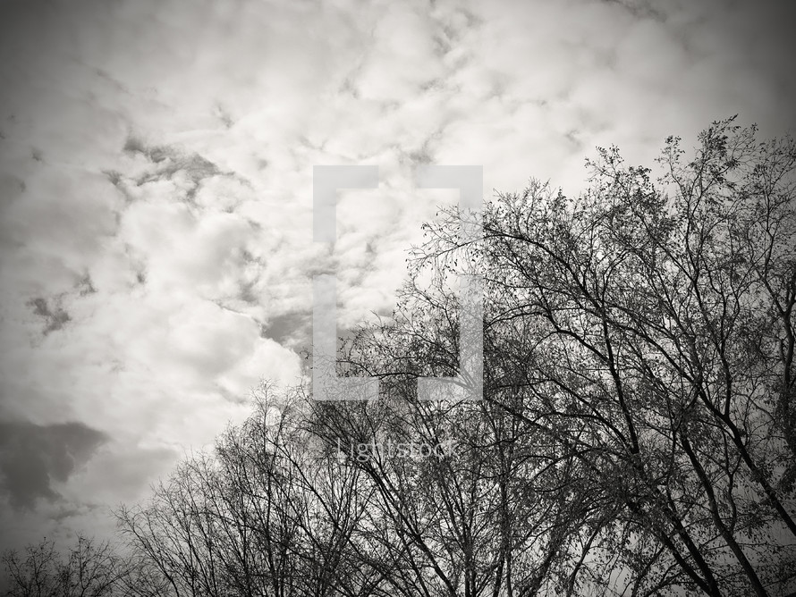branches against a cloudy sky in black and white with vignette