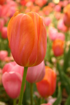 A soft orange tulip in tulip garden