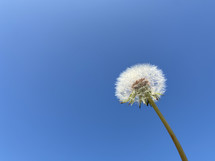 Close up of a dandelion, viewed against a bright blue sky