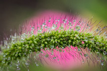 Green spindly plant with water drops and a pink background