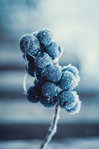 frost on berries 