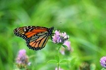 monarch butterfly on a clover flower 