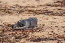 A Couple of Pigeons Courting on Bray Harbour Beach, Ireland