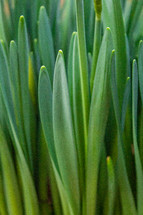 An Array of Green Daffodil Leaves