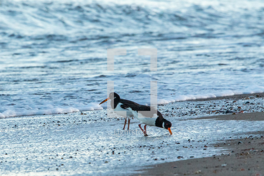 Oyster Catcher Birds on the Beach in the Surf, Ireland