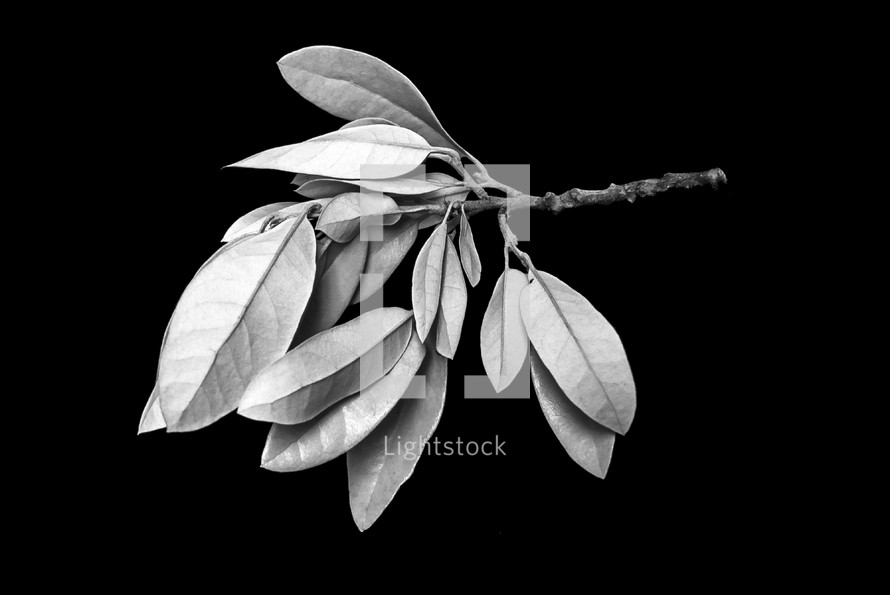 leafy twig in black and white isolated on a black background - works well with a colorful overlay in multiply blend mode