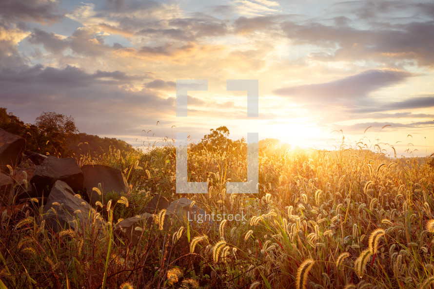 Foxtail plants landscape with golden hour sunset