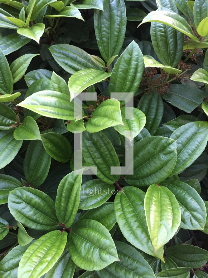 green leaves on plants in a flower bed 
