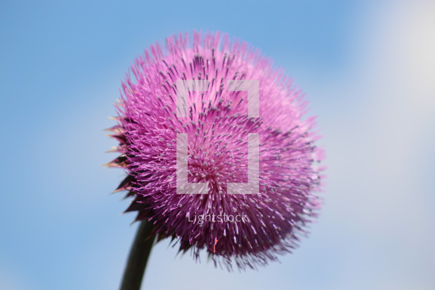 pink thistle 