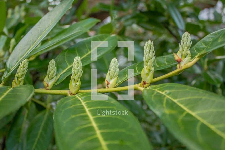 An Array of Green Cherry Laurel Buds With Green Leaves