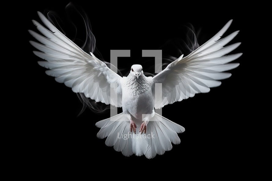 White Dove on Black Background