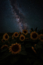 milky way galaxy over sunflowers 
