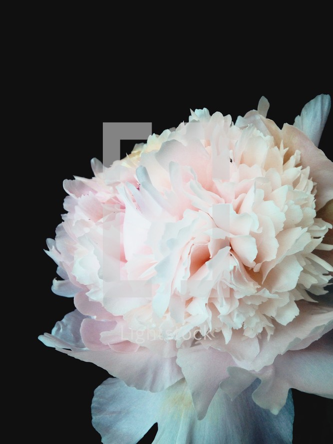 light pink flowers against a black background 