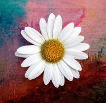 white daisy on watercolor background 