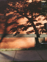 shadows of a tree against a brick wall 