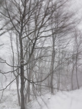 bare trees in snow 