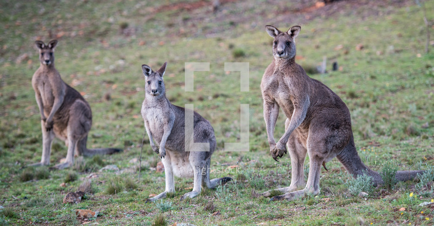 kangaroos in Canberra 