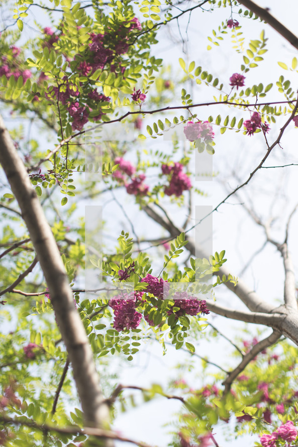 Purple blooms on a tree.