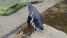 Humboldt Penguin Going to Court It's Mate