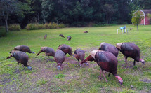 Live turkeys in the grass on a farm
