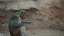 Close-Up Of Rhesus Monkey Sitting In Wildlife Zoo	