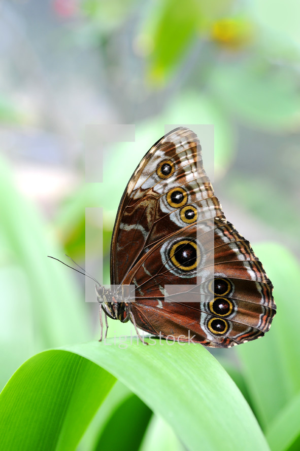 morpho butterfly 