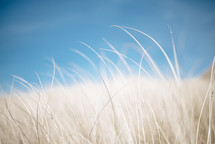 wispy brown grasses and blue sky 