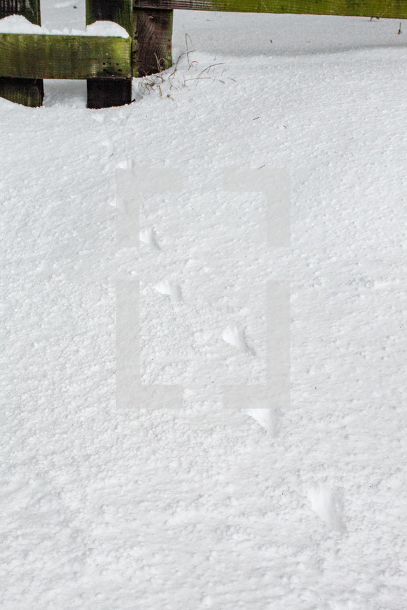 Bird Prints in the Snow Leading to a Gate