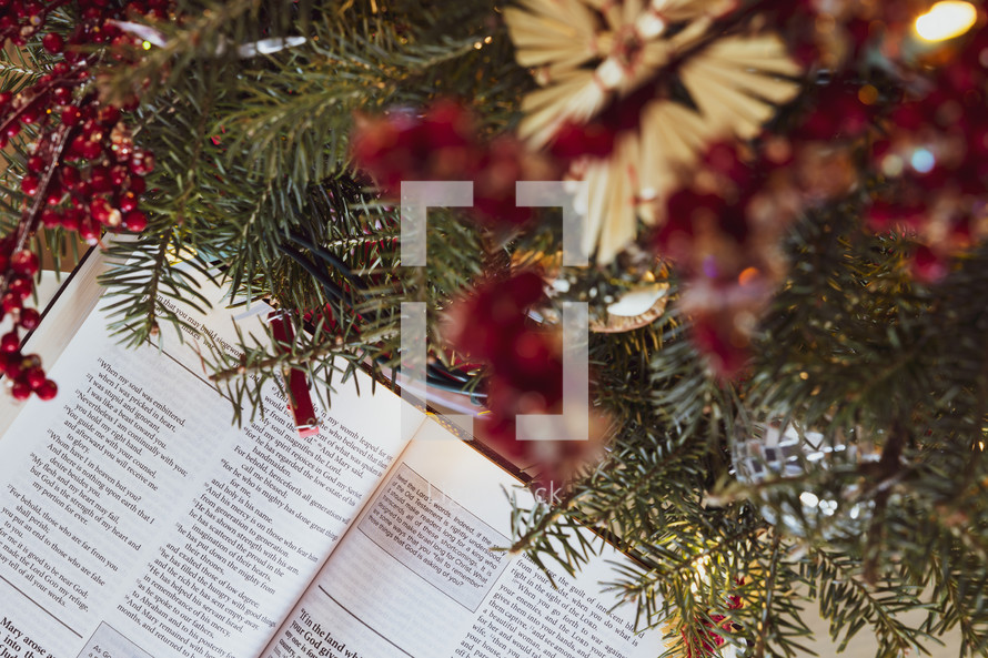 Bible pages and Christmas tree branches 