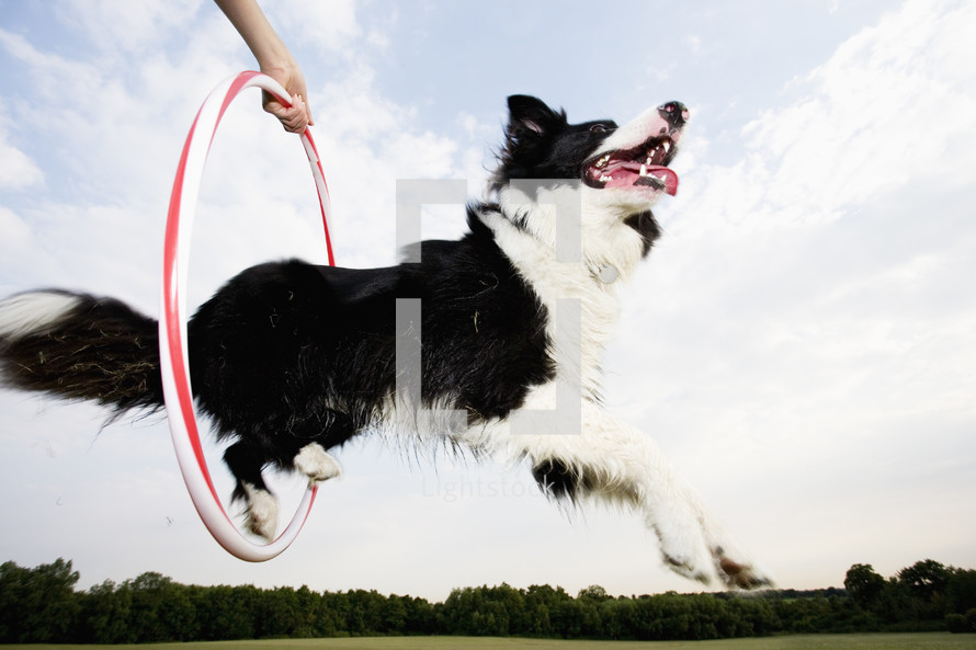 Low angle of a Sheepdog jumping through a hoop