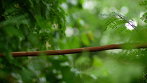 Thin Timber Branch Of Cassia Javanica Plant. Selective Focus Shot