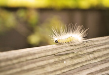 fuzzy caterpillar 