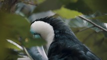 Channel-Billed Toucan Amongst Green Leaves Of Tropical Forest In South America. Selective Focus Shot	