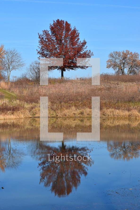 Fall trees reflected in a pond