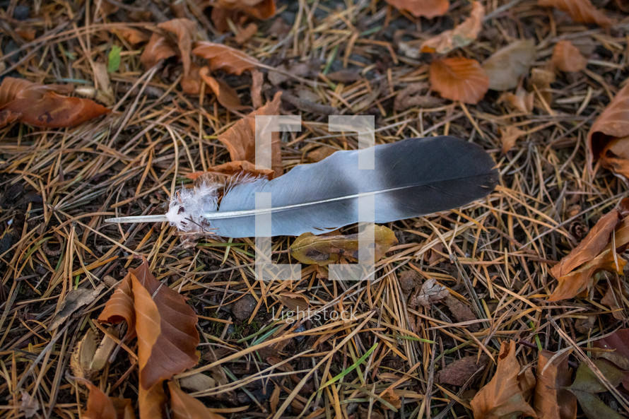 Woodpigeon Feather on the Autumn Woodland Floor