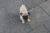 Pug puppy on a leash on asphalt