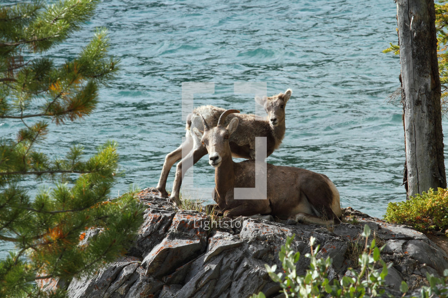 Big horn sheep and lamb on a rock beside water