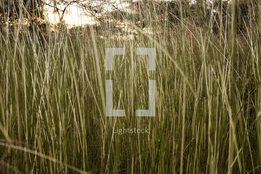 reeds growing in a field in Ethiopia 