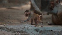 View Of A Jumping Baby Rhesus Monkey - slow motion	