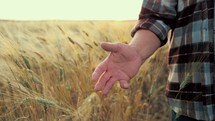 Agriculture, Wheat Harvest. Wheat grain in a hands after good harvest. Harvested wheat in the hands of a man agronomist. A farmer checks quality of the crop before harvesting in a wheat field.