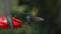 Hummingbirds Fighting Feeder Costa Rica Violetear Jungle
