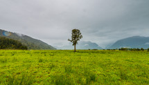 lone tree in a grassy field 