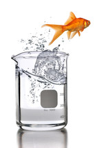 A goldfish jumping out of a science beaker full of water.