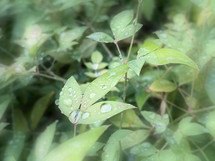 soft photo edges surround leaves with water droplets