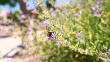Beautiful bumble bee pollinating purple flowers then flying away