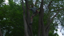 Young boy high up in tree pushing on tree branch - adventure child - wide shot