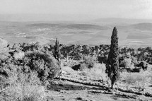 Trees and landscape in Israel - black and white